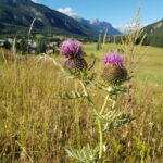 Chardon sauvage montagne Clarée
