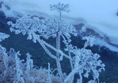 fleur-givre-neige-ski-manjula