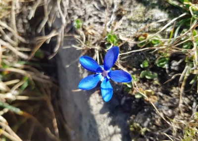 fleur sauvage de montagne location manjula