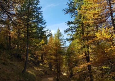 melezes-claree-randonnee-location-hebergement-manjula